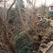 Tree Damage