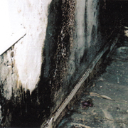 Mould damage to walls