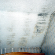 Mould growing on ceiling